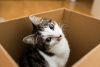 Moving with pets - Moving box